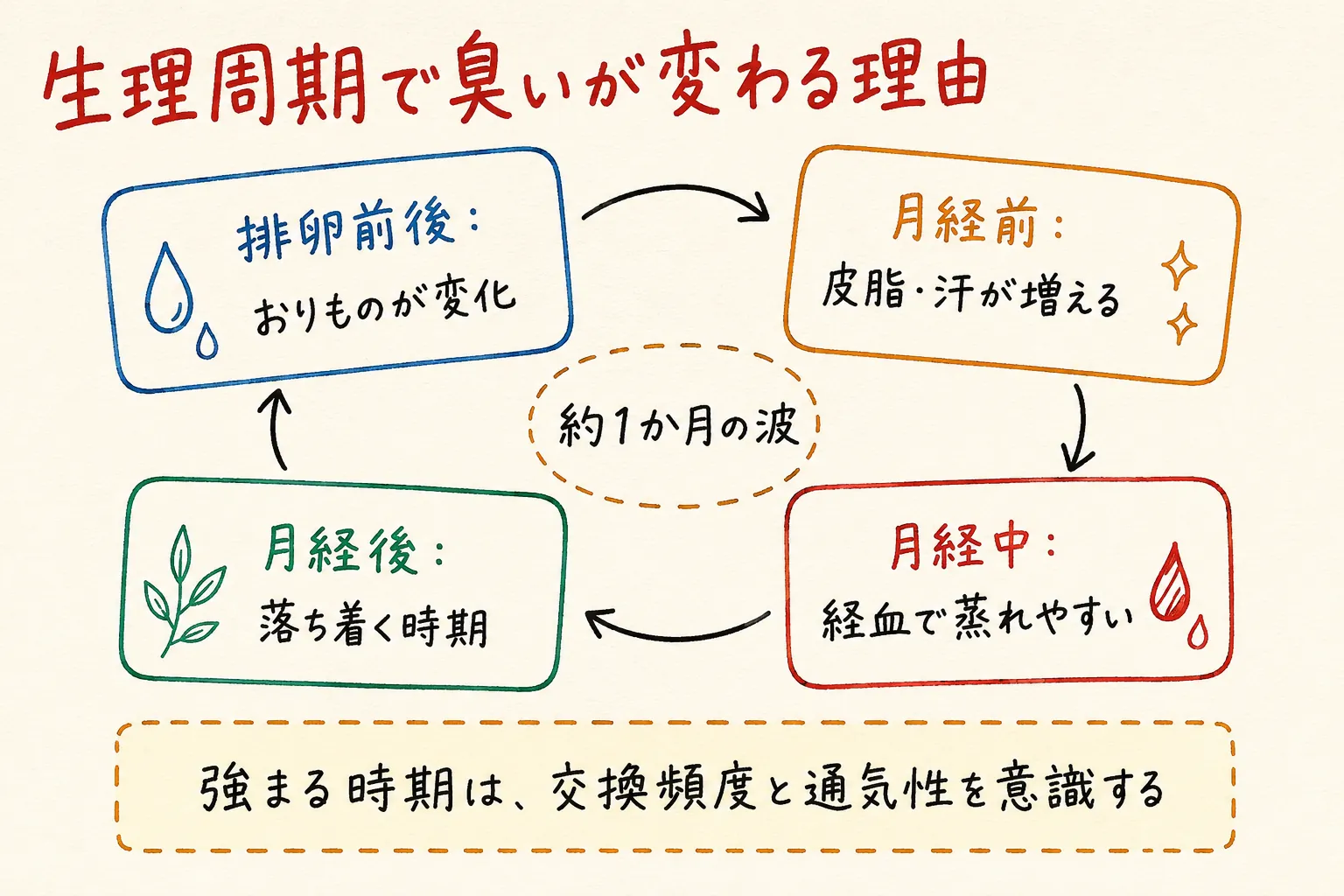 生理周期で臭いが変わる理由の図解