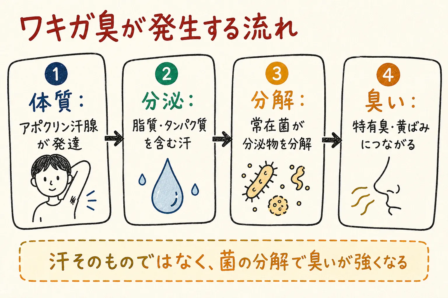 ワキガ臭が発生する流れの図解